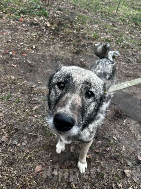 Собаки в Брянске: Линда Девочка, Бесплатно - фото 3