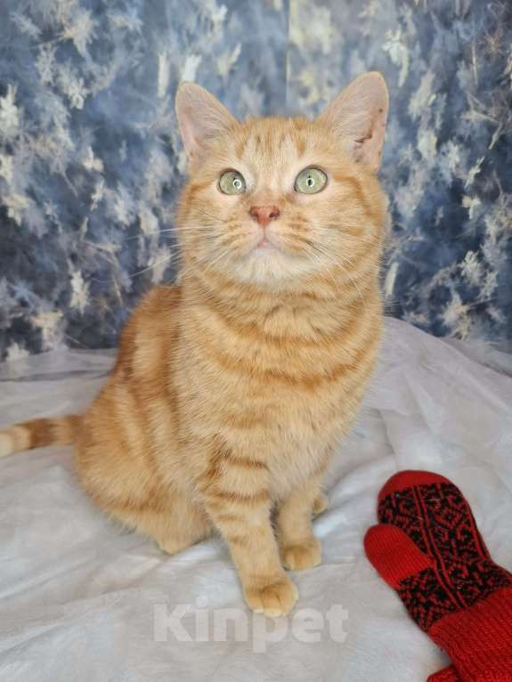 Кошки в Москве: Кошка рыже-мраморного окраса в добрые руки  Девочка, Бесплатно - фото 4