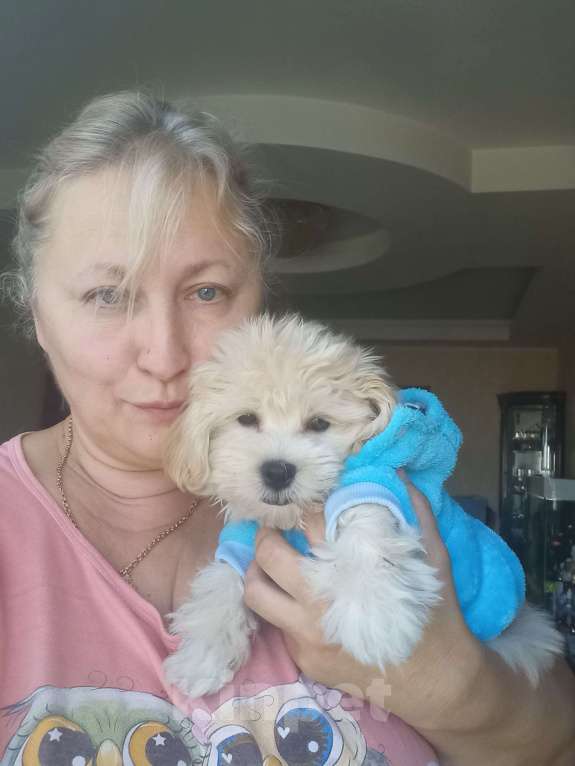 Собаки в других городах Московской области: Валя Мальчик, 50 000 руб. - фото 2