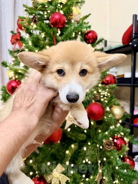 Собаки в Краснодаре: Щенки Вельш-корги Пемброк Мальчик, 55 000 руб. - фото 9