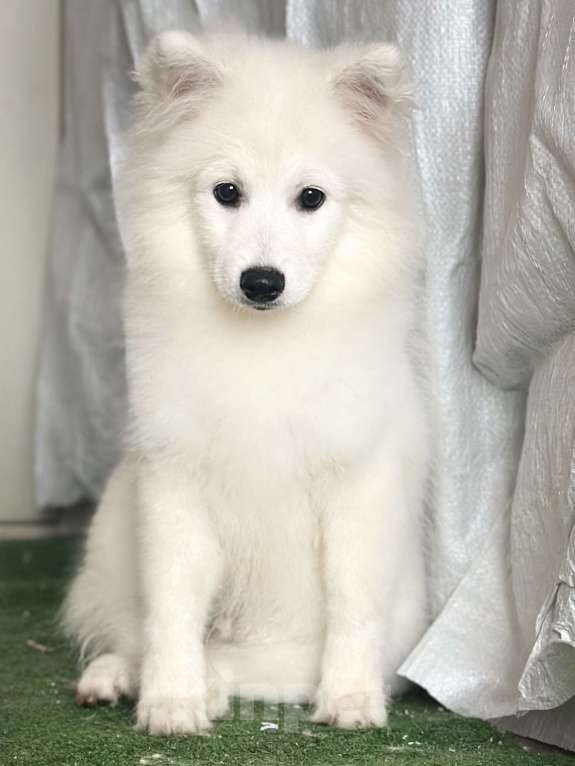 Собаки в Москве: Бисо Родоначальник Из Воронцовского Дворца  Мальчик, 70 000 руб. - фото 3