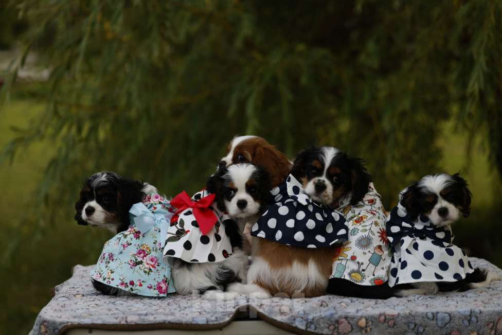 Собаки в Москве: Агна Нарцисс Лунар Девочка, 90 000 руб. - фото 6