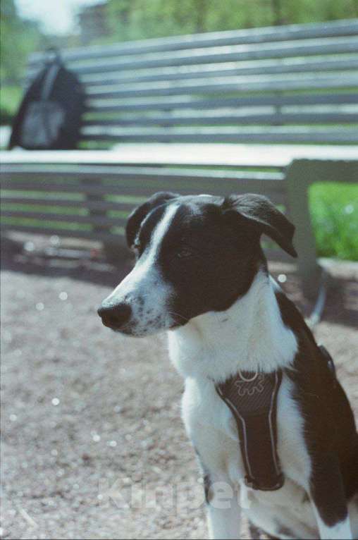 Собаки в Санкт-Петербурге: Щенок-подросток в добрые руки Девочка, Бесплатно - фото 1