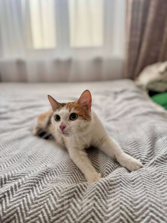 Кошки в Москве: Сладкая Дофаминка ищет семью Девочка, Бесплатно - фото 3