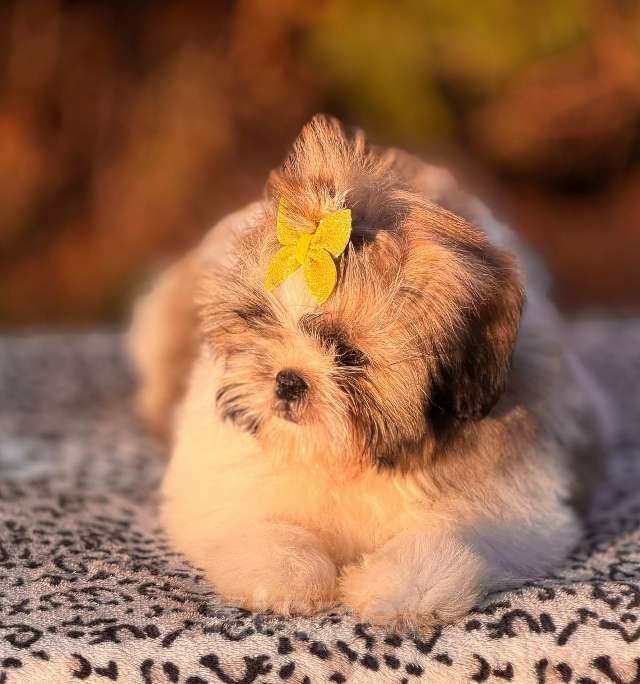 Собаки в Санкт-Петербурге: Ши-тцу мини Девочка, 45 000 руб. - фото 3