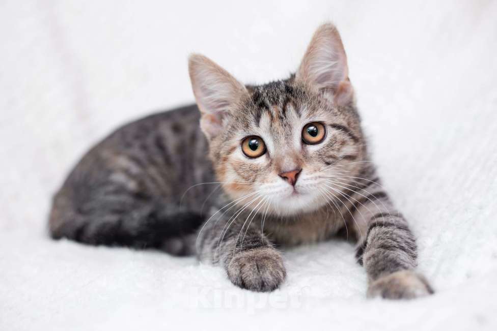 Кошки в Москве: Трехцветный полосатый котёнок Тея в добрые руки Девочка, 1 руб. - фото 7