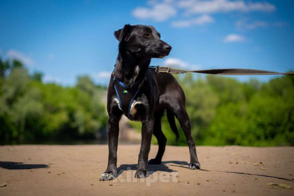 Собаки в Москве: Очаровательная миниатюрная Дея Девочка, Бесплатно - фото 2