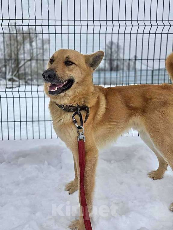 Собаки в Москве: Красивый, умный молодой домашний пес Майор ищет дом Мальчик, 10 руб. - фото 9