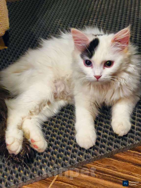 Кошки в Люберцах: Манчкин лонг Мальчик, 15 000 руб. - фото 2