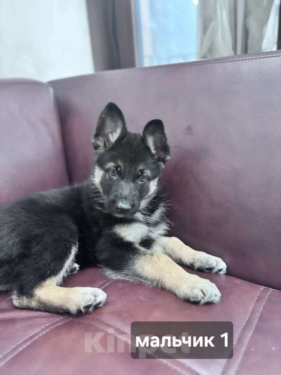 Собаки в Новосибирске: Щенки-волкособы (25% канадский черный волк) Разнополые, 25 000 руб. - фото 4