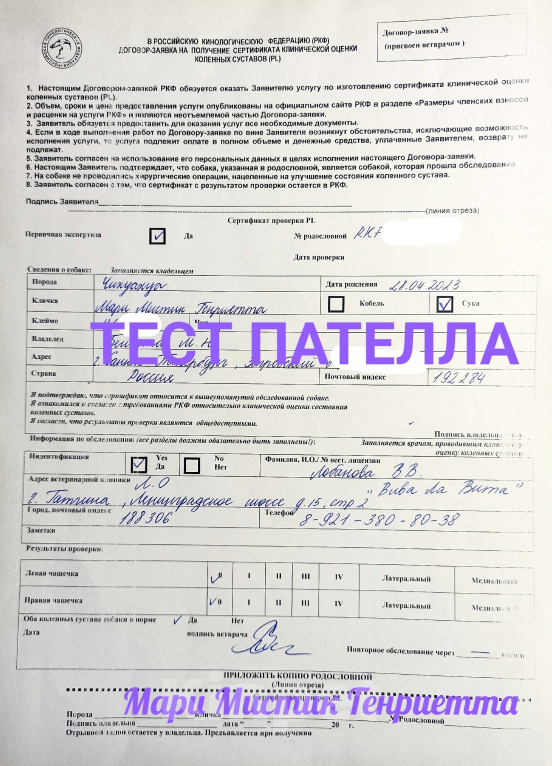 Собаки в Санкт-Петербурге: Мальчик чихуахуа окрас шоколадный триколор Мальчик, 100 000 руб. - фото 10
