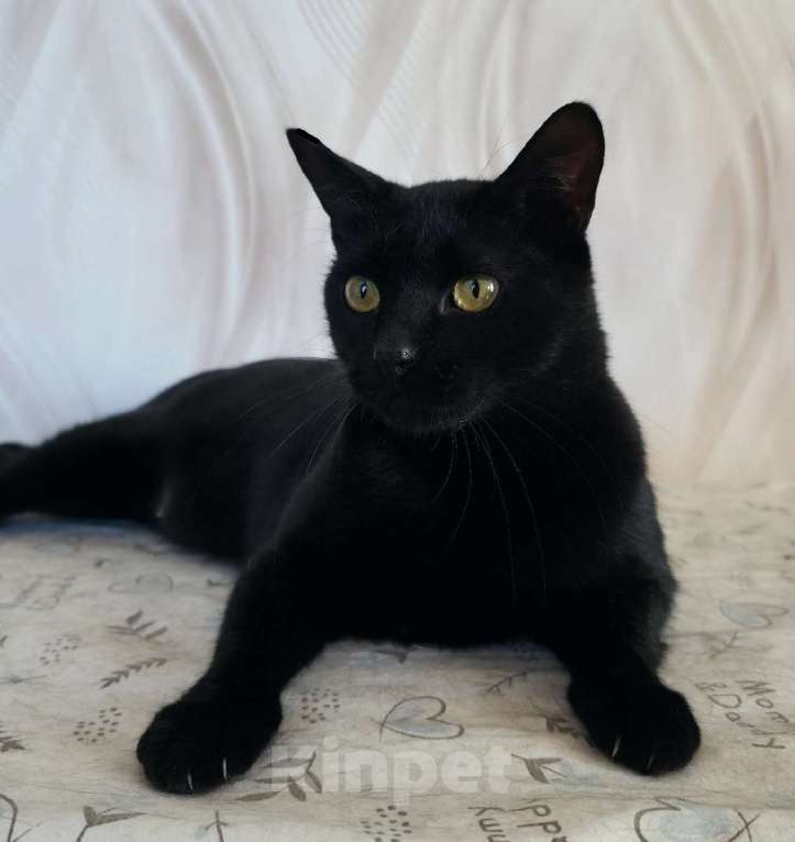 Кошки в Санкт-Петербурге: Красавица Яся в добрые руки. Девочка, Бесплатно - фото 7