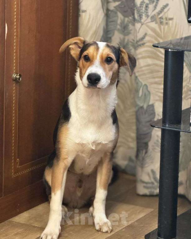 Собаки в Москве: Ласковый щенок мальчик ищет дом! Мальчик, Бесплатно - фото 3