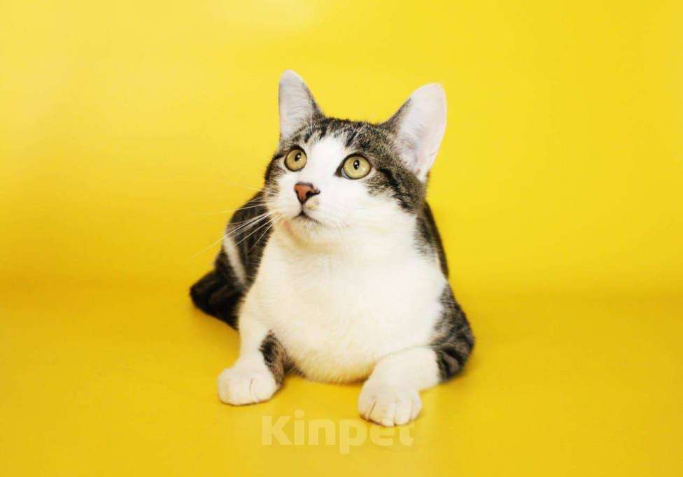 Кошки в Москве: котенок Митя ищет дом Мальчик, Бесплатно - фото 4