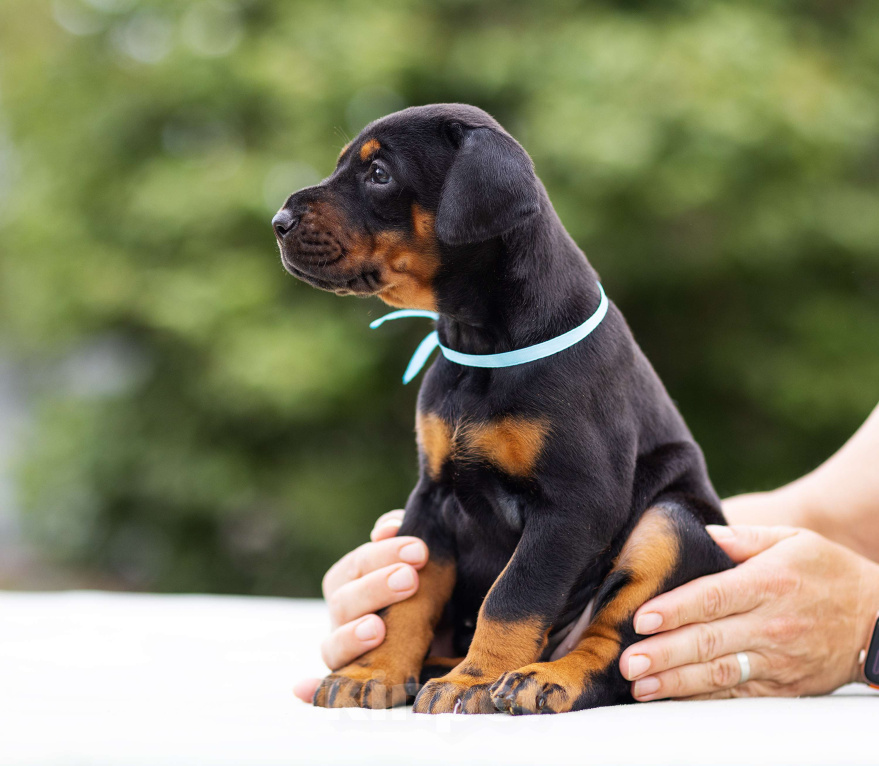 Собаки в Клине: Сука, голубая лента  Девочка, 100 000 руб. - фото 3