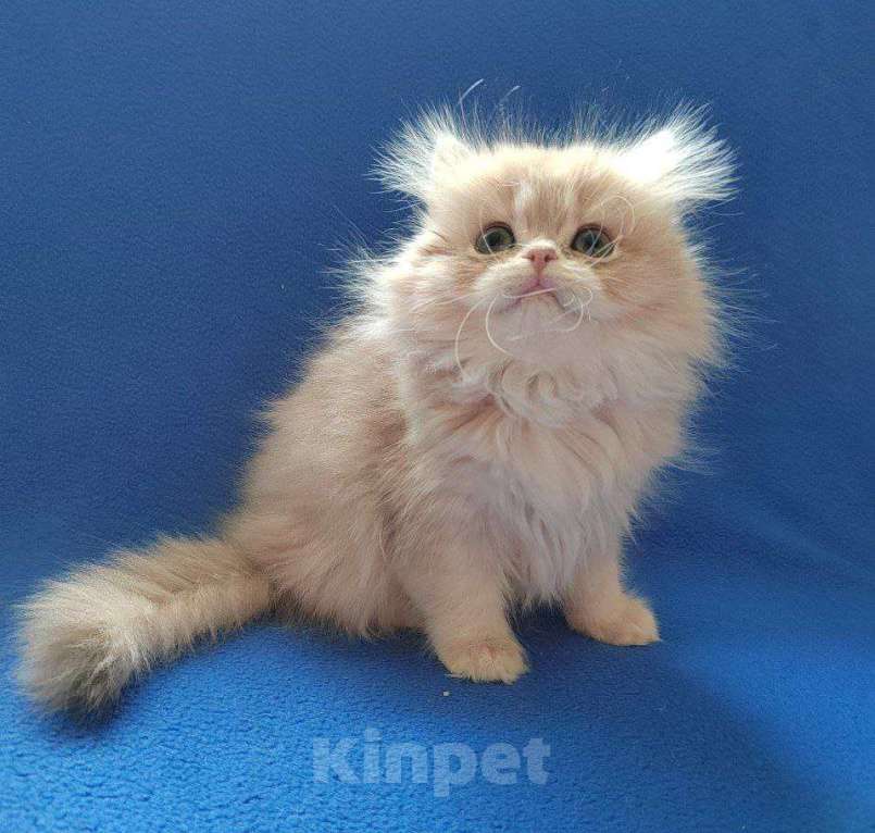 Кошки в Барнауле: Продажа шотландская девочка Девочка, Бесплатно - фото 2