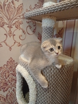 Шотландский вислоухий мальчик, 2 месяца