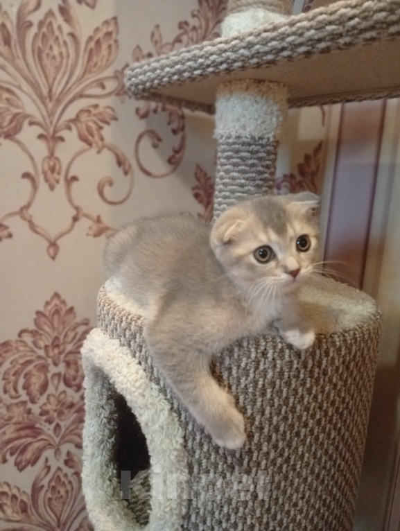 Кошки в Химках: Шотландский вислоухий мальчик, 2 месяца Мальчик, 11 000 руб. - фото 1