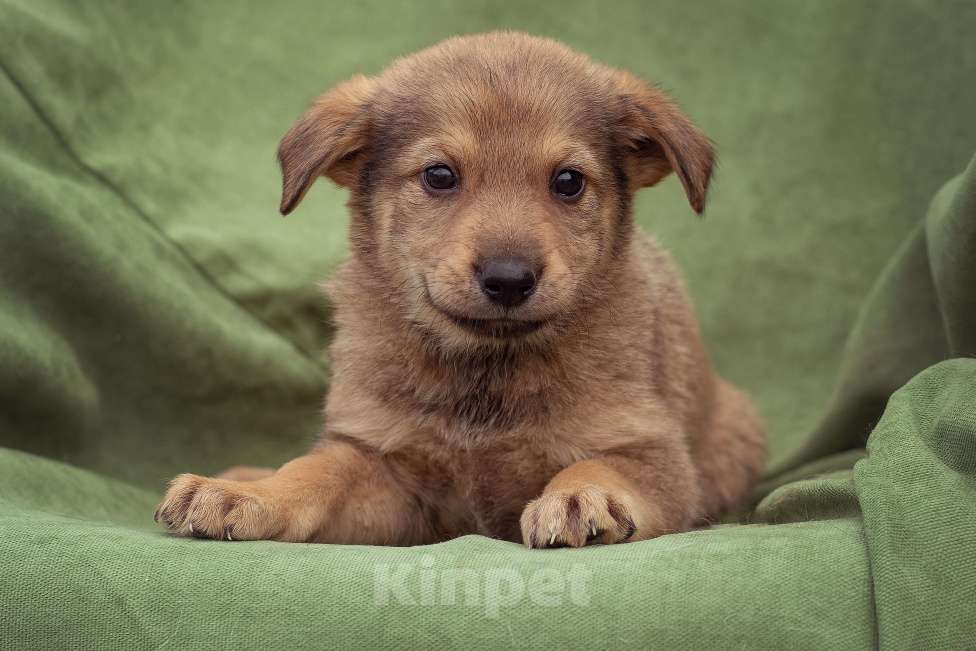 Собаки в Москве: щенок Верба ищет семью Девочка, Бесплатно - фото 2