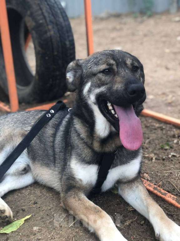 Собаки в Москве: Преданный молодой Бруно из приюта ищет свой Дом Мальчик, Бесплатно - фото 3