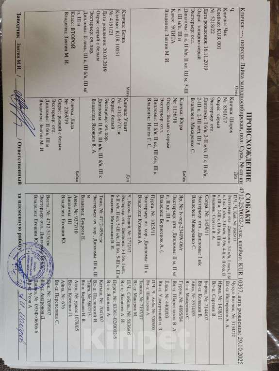 Собаки в Курске: Лапочки-малыши ЗСЛ Девочка, 30 000 руб. - фото 1