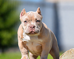 Собаки в Москве: Щенок Американский булли Мальчик, Бесплатно - фото 2