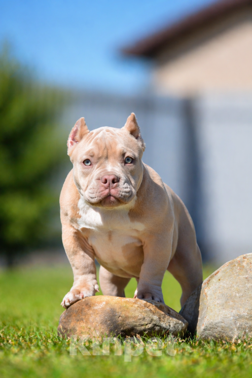 Собаки в Москве: Щенок Американский булли Мальчик, Бесплатно - фото 2