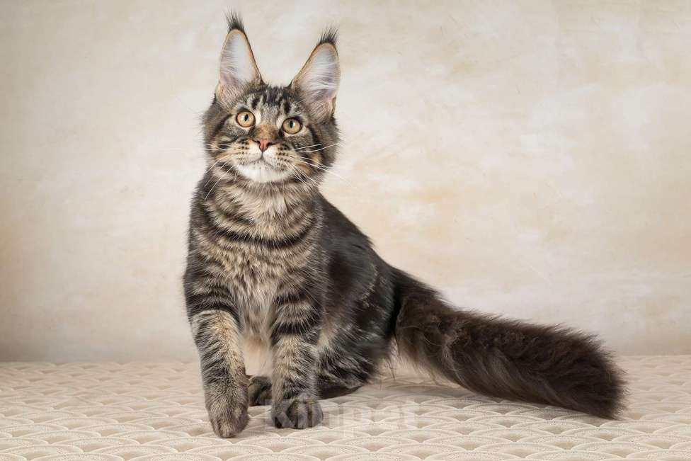 Кошки в Озерске: Котёнок мейн-кун Орк Мальчик, 45 000 руб. - фото 1