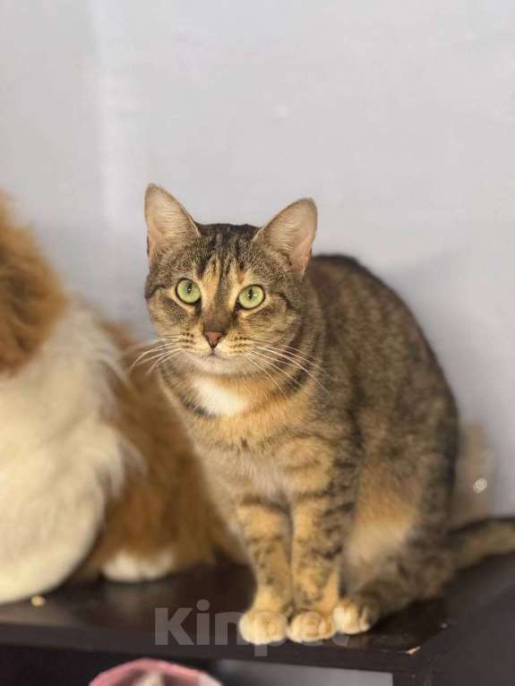 Кошки в Санкт-Петербурге: Кошка в добрые руки Девочка, Бесплатно - фото 1