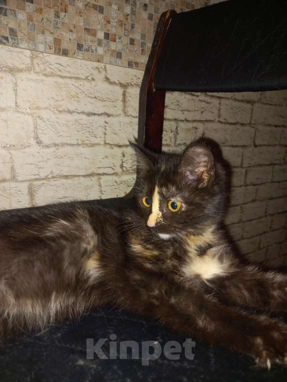 Кошки в других городах Московской области: Девочка в поисках семьи. Девочка, Бесплатно - фото 4