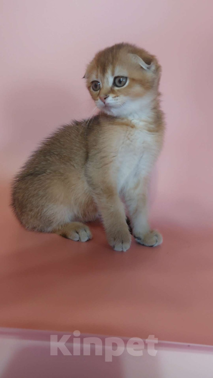 Кошки в Москве: Шотландская девочка Девочка, 25 000 руб. - фото 5