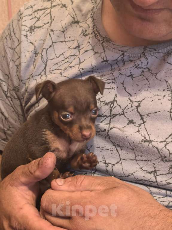 Собаки в других городах Самарской области: Ищем семью Мальчик, 10 000 руб. - фото 5