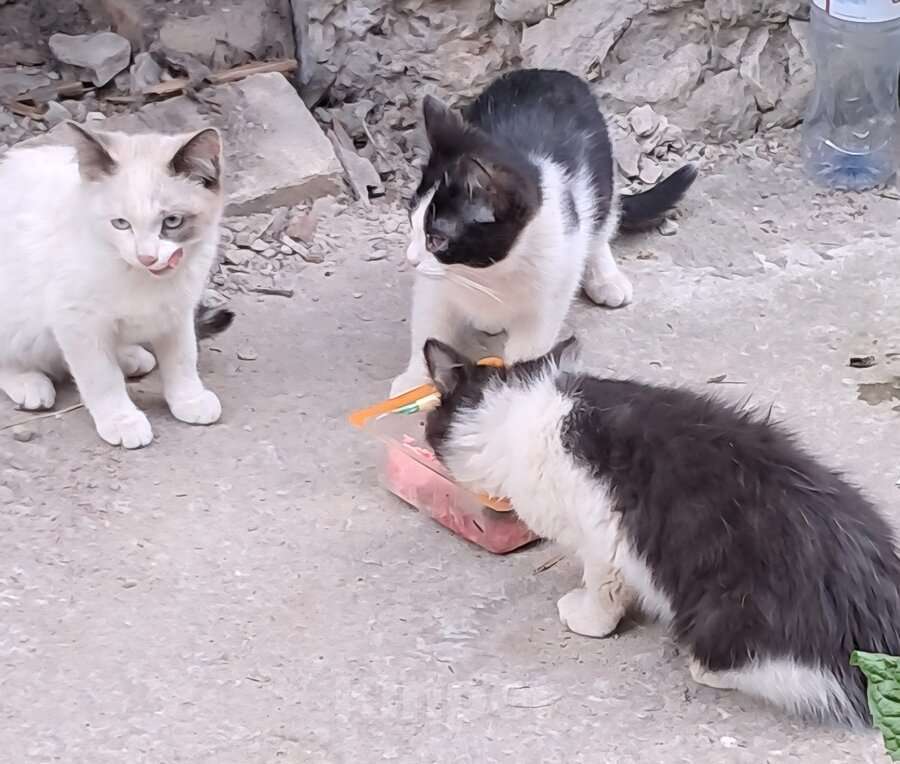 Кошки в Ковровом: Вася, Мусенька и Мурзичек ждут своих хозяев. Мальчик, Бесплатно - фото 5
