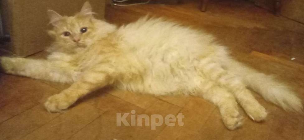 Кошки в Москве: Сибирский котик редкого окраса красное серебро Мальчик, Бесплатно - фото 3