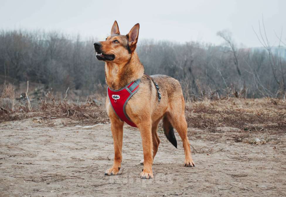 Собаки в Москве: Яшма - небольшая молодая контактная собачка из приюта в добрые руки  Девочка, Бесплатно - фото 6