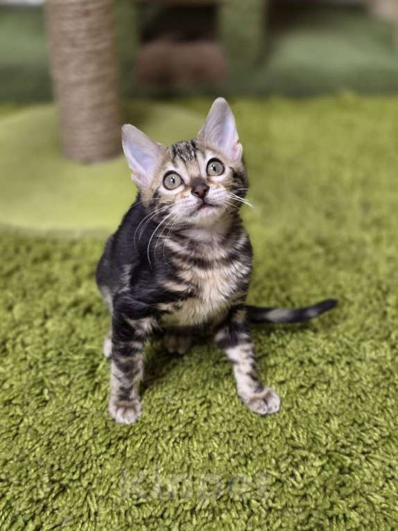 Кошки в Москве: Franceska Benjoy Девочка, 40 000 руб. - фото 4