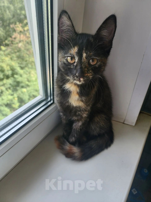 Кошки в Кстово: Отдам котенка в добрые руки Девочка, Бесплатно - фото 3