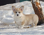 Собаки в Белоозёрском: Вельш корги пемброка щенок Мальчик, 100 000 руб. - фото 3