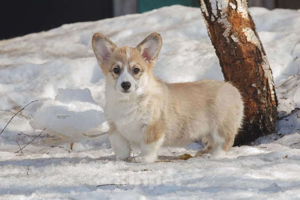 Собаки в Белоозёрском: Вельш корги пемброка щенок Мальчик, 100 000 руб. - фото 3