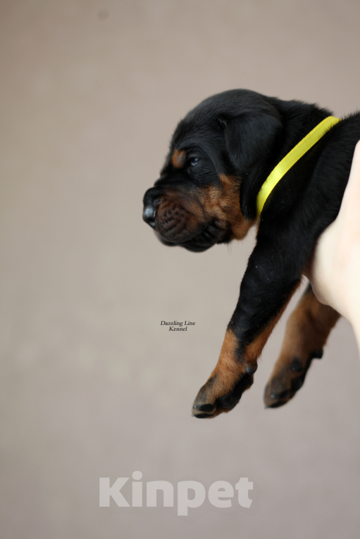 Собаки в Москве: Щенки добермана. Питомник РКФ Девочка, 120 000 руб. - фото 3