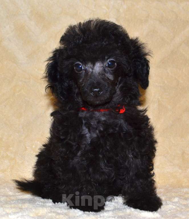 Собаки в Глазове: Оладушка той пудель СКОР Девочка, 50 000 руб. - фото 7