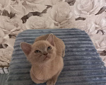 Кошки в Москве: Котята Европейской Бурмы  Девочка, 60 000 руб. - фото 3