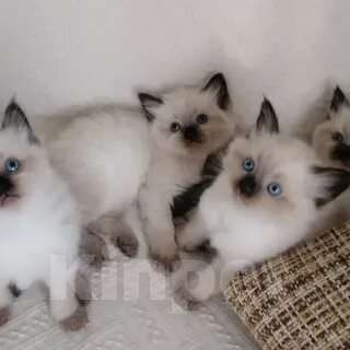 Кошки в Перми: Рэгдолл выслокопородная малышка Девочка, 65 000 руб. - фото 1