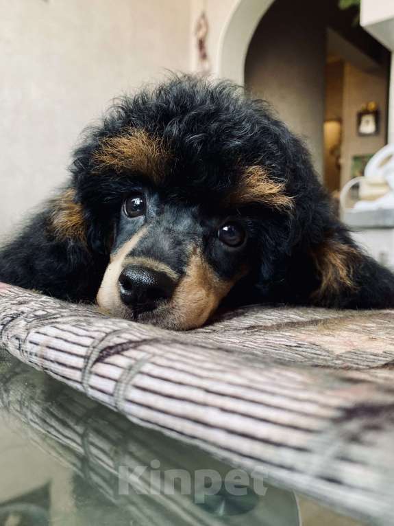 Собаки в Москве: Щенок пуделя Фантом девочка Девочка, Бесплатно - фото 8