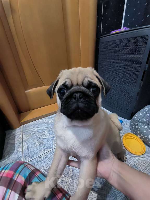 Собаки в Ульяновске: Щенок Мопса Мальчик, 29 000 руб. - фото 2