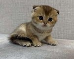 Кошки в Москве: Плюшевый вислоухий шотландский котенок девочка с документами Девочка, 28 000 руб. - фото 7
