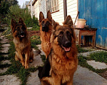 Собаки в Первоуральске: Щенки Немецкой овчарки, 13 000 руб. - фото 1