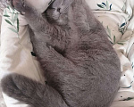 Кошки в Усинске: Вязка шотландский вислоухий кот, 1 000 руб. - фото 3