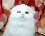 Кошки в Лянторе: Продаю, 25 000 руб. - фото 1