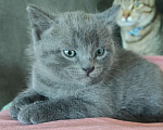 Кошки в Белгороде: Отдаю котяток Мальчик, Бесплатно - фото 2